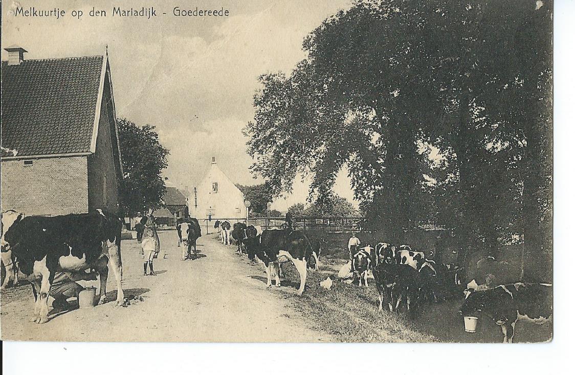 Goedereede (ZH), Melkuurtje op den Mariadijk, 2501