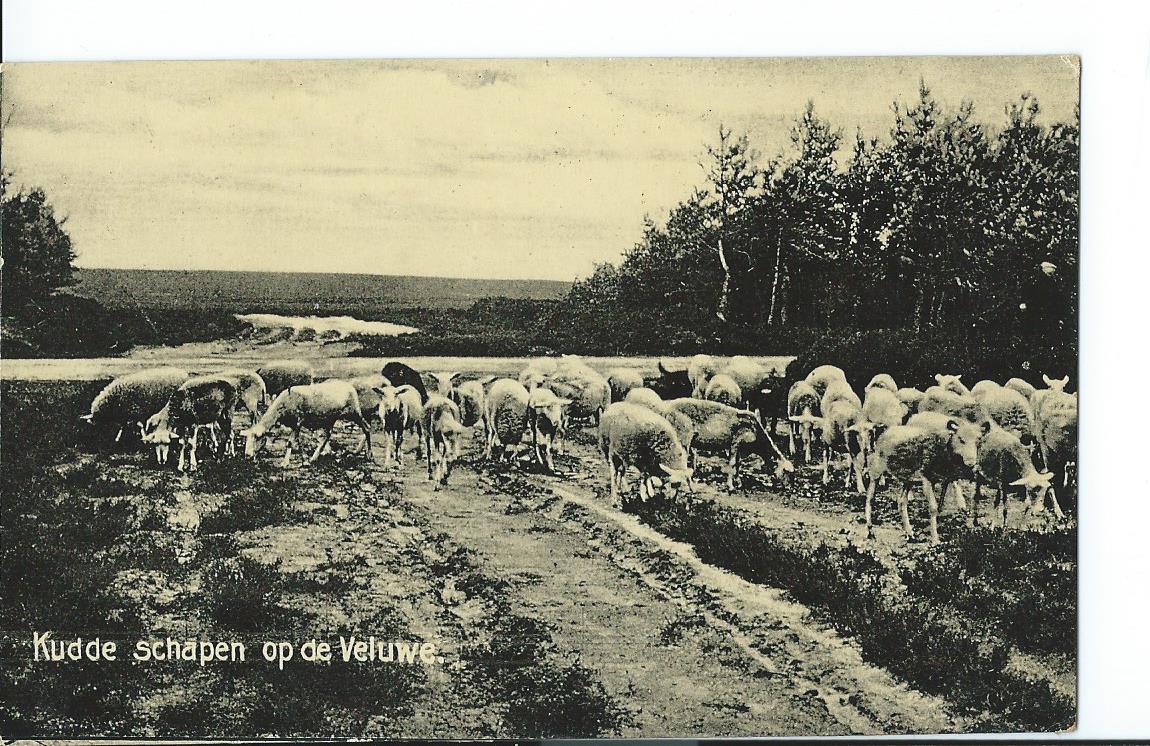 Veluwe (GL), Kudde schapen op de Veluwe