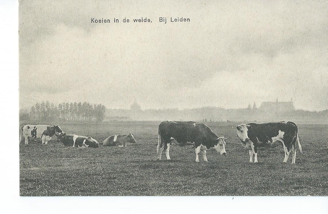Leiden (ZH), Koeien in de weide.