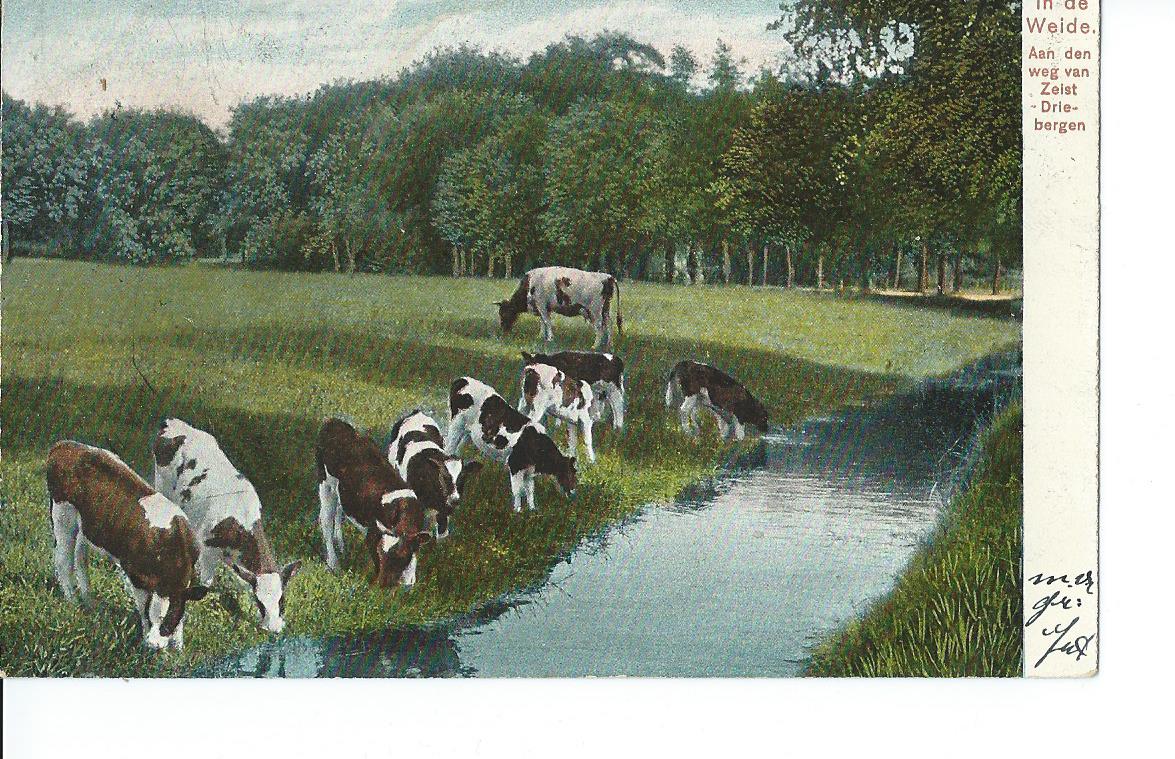 Zeist (UT), In de Weide. Aan den weg van Zeist-Driebergen