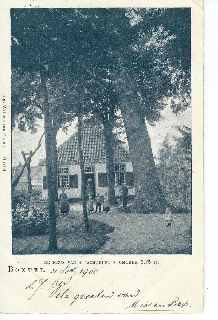 Boxtel (NB), De reus van "Jachtrust", omtrek 5.25 M., 2566