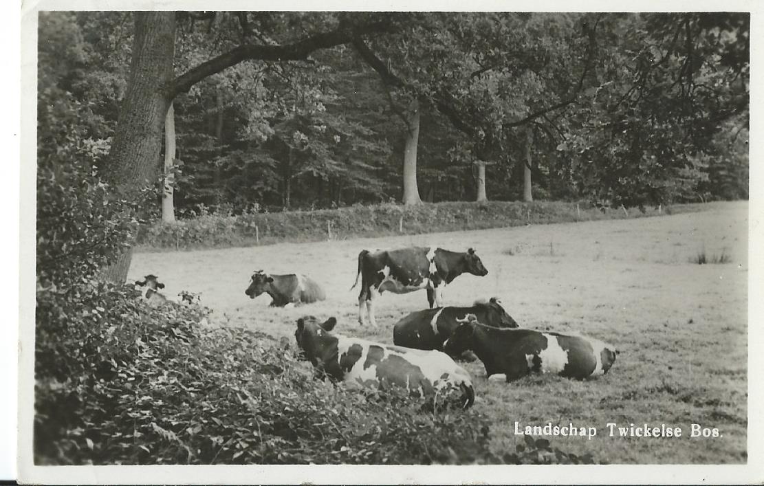 Delden (OV), Landschap Twickelse Bos