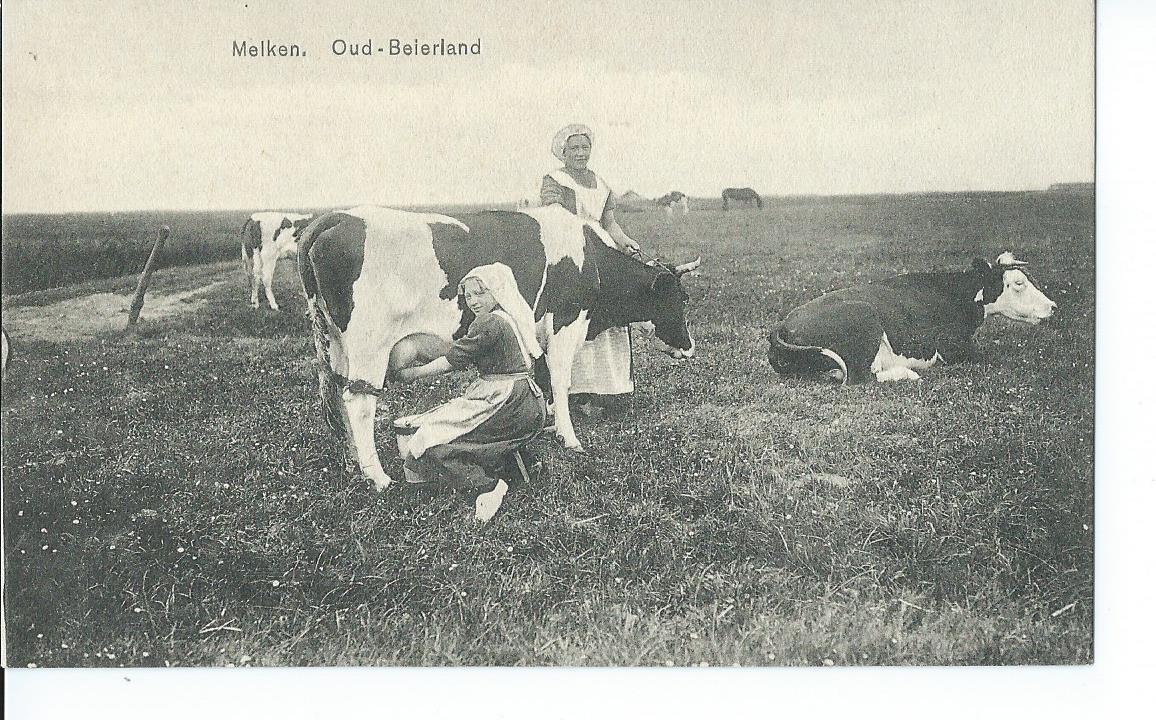 Oud-Beijerland (ZH), Melken.