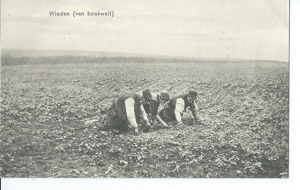 Onbekend, Wieden van boekweit