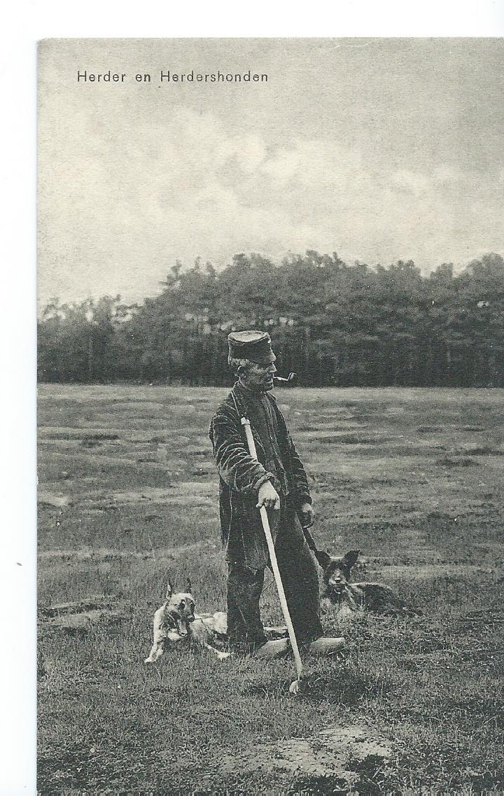 Onbekend, Herder en herdershonden