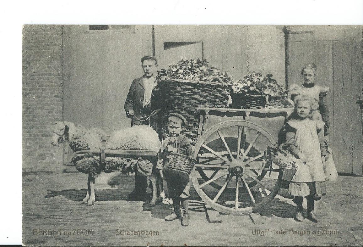 Bergen op Zoom, (NB), Schapenwagen, 2672
