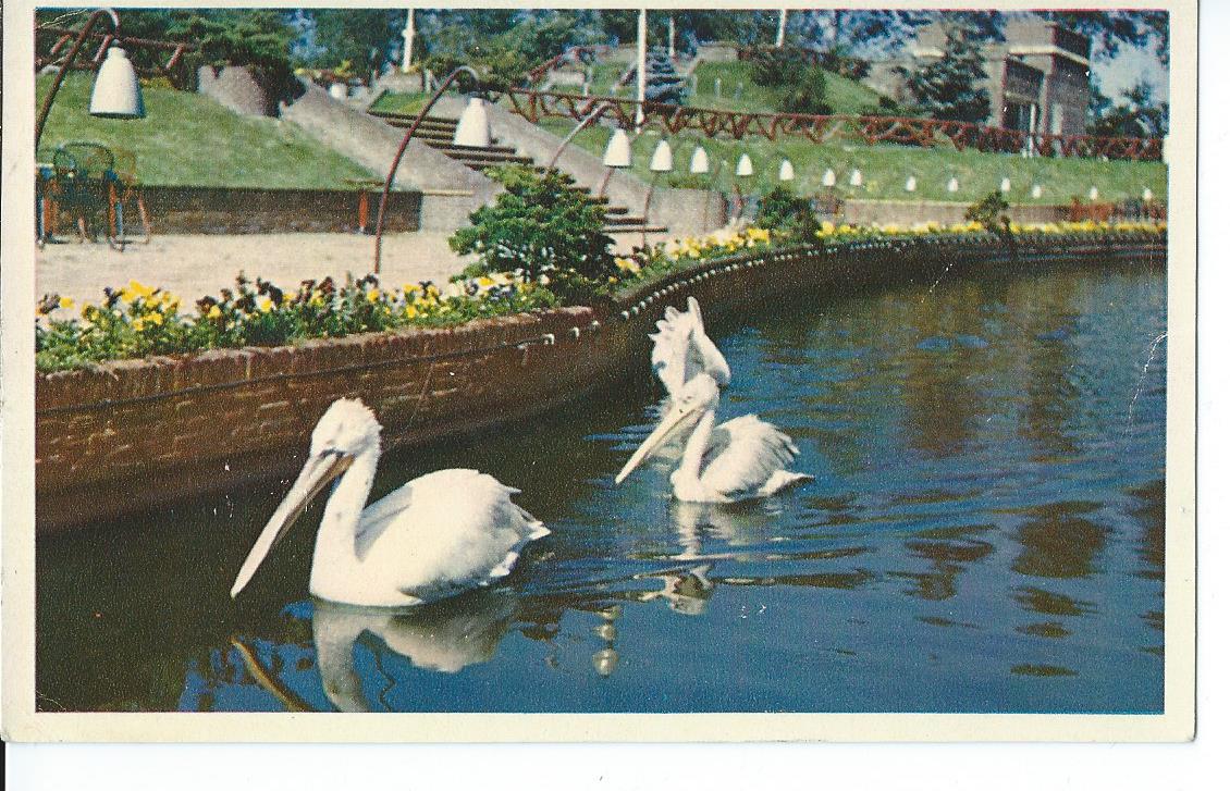 Alphen aan den Rijn (ZH), Avifauna